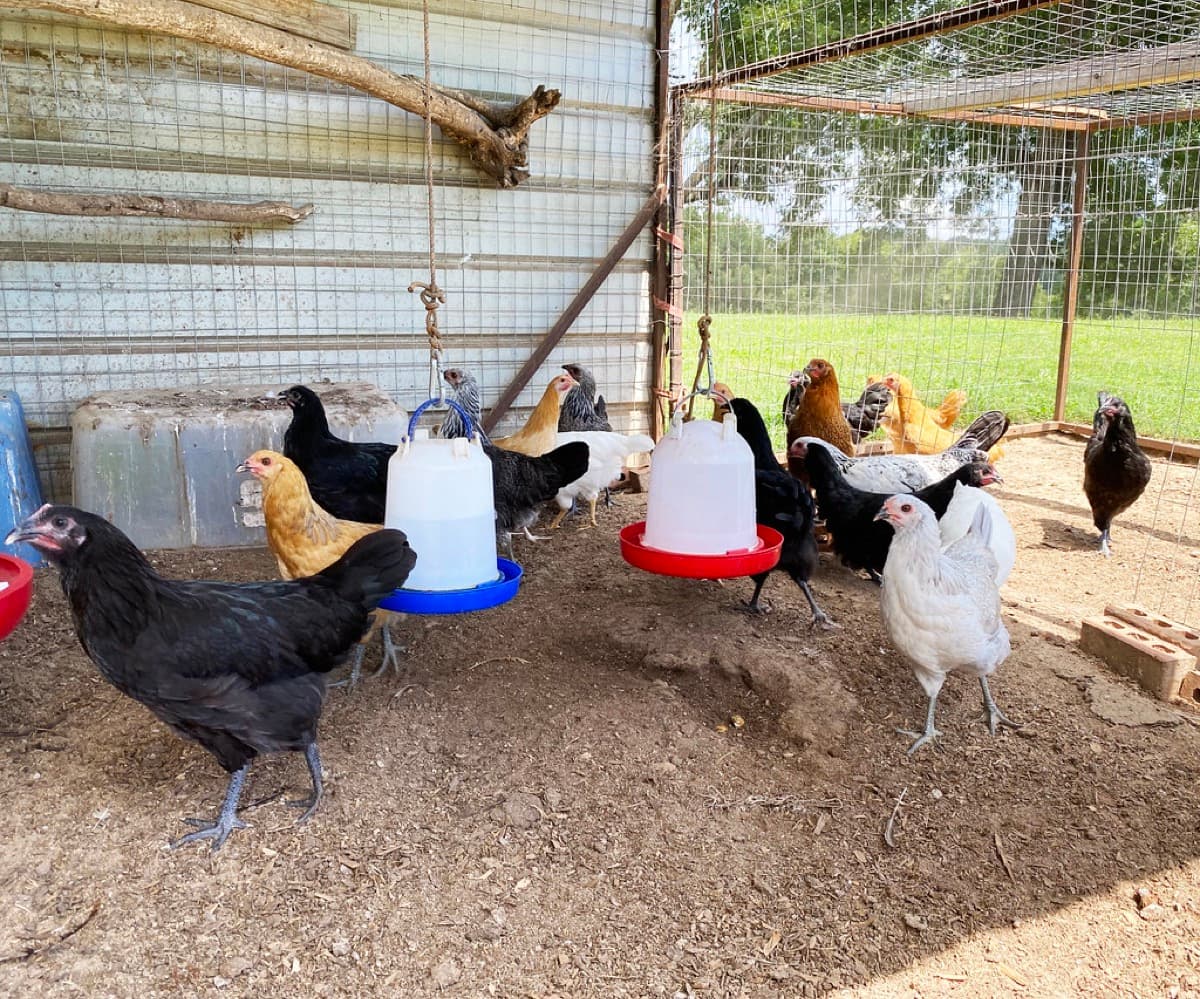 A backyard hen, the kind of pet Facility Pest Control plans treatments around
