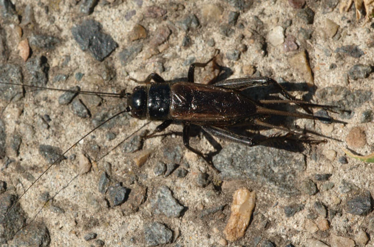 Crickets