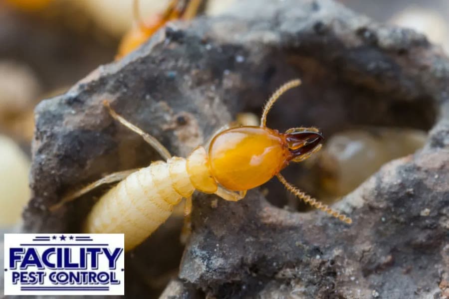 Termites