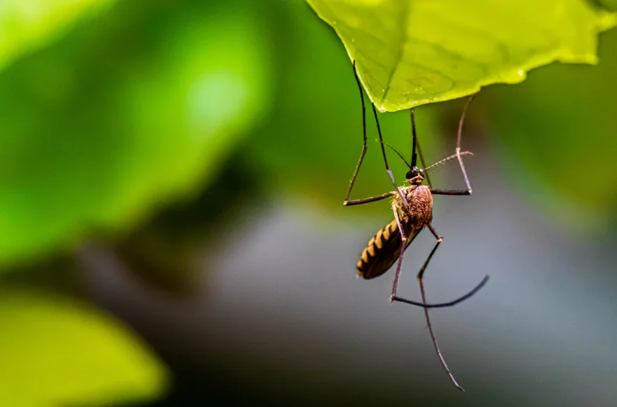 how to get rid of mosquitos