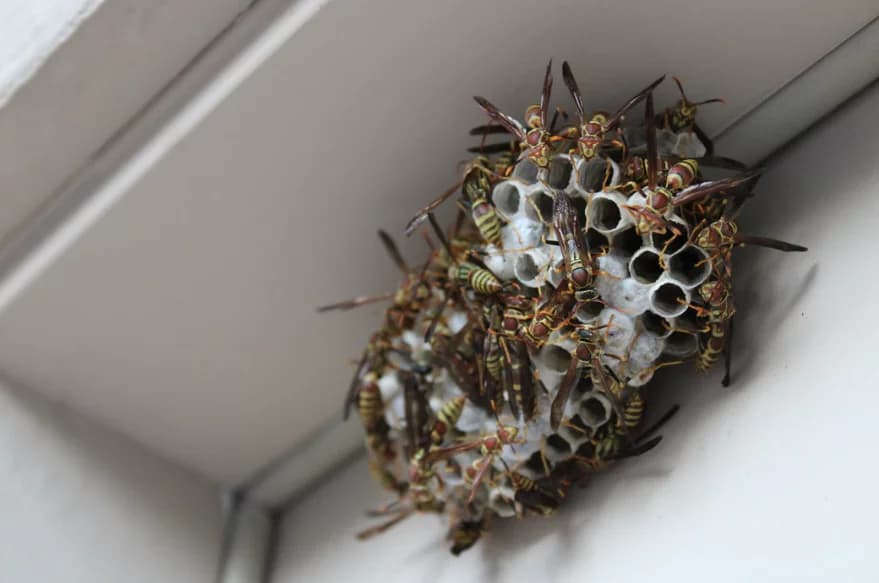 southern california insects
