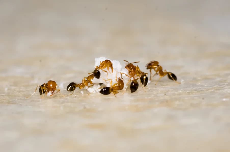 how to get rid of ants in the kitchen