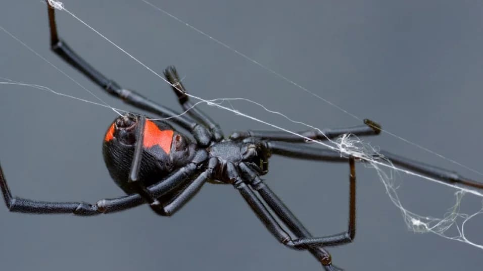 how to get rid of black widows in garage
