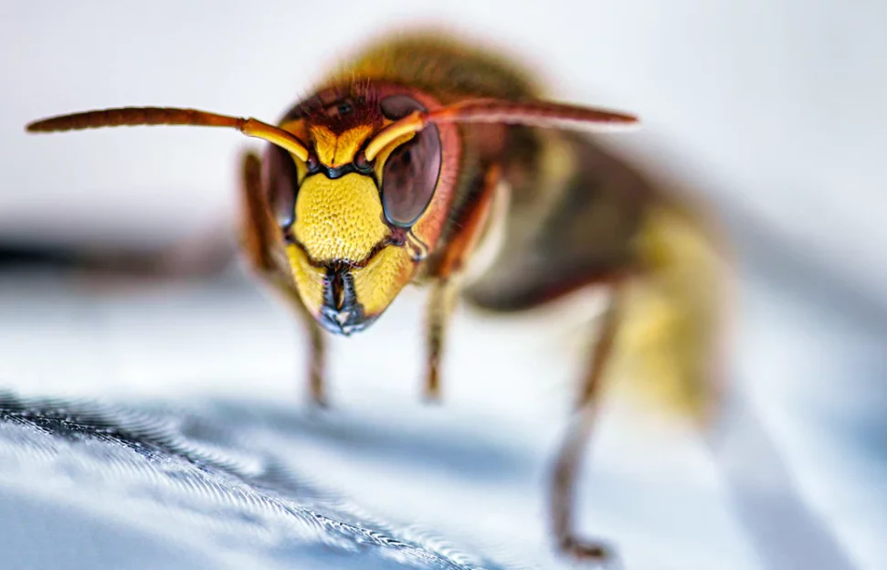 how to remove a wasp nest