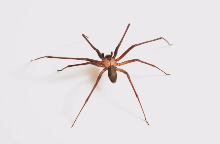 common house spiders in southern california