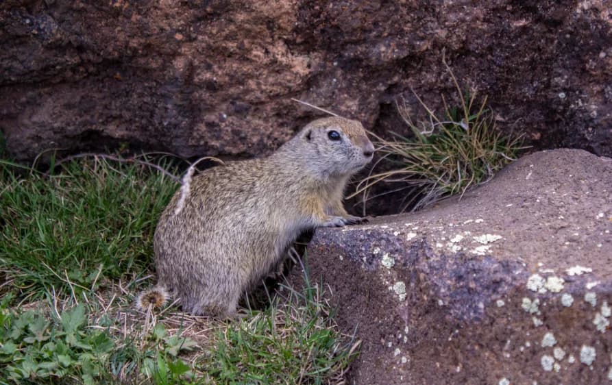 how to get rid of gophers in your yard (1)