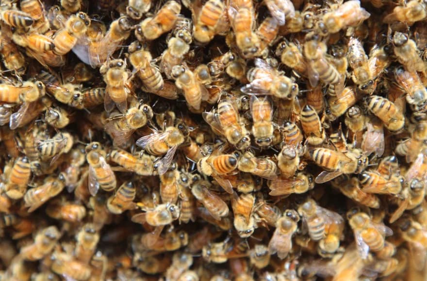how to remove a beehive from a tree branch