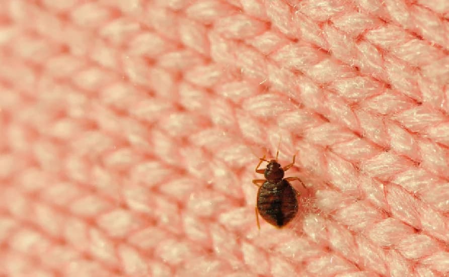 signs you have bed bugs