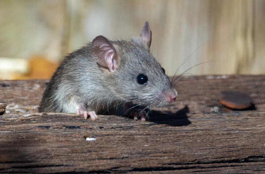 how to get rid of rats outside (1)