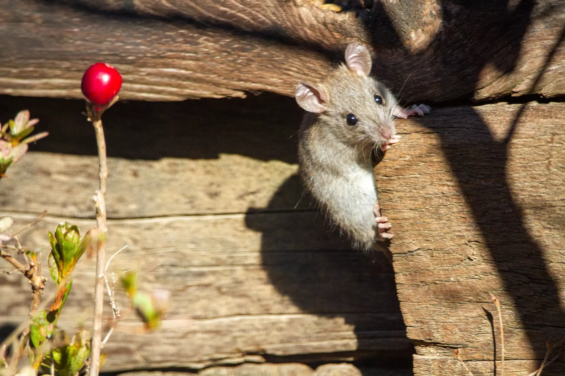 how to get rid of rodents in the garden