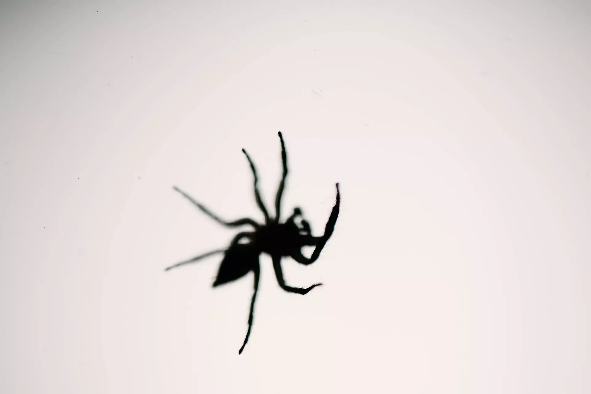 how to get rid of spiders in your house
