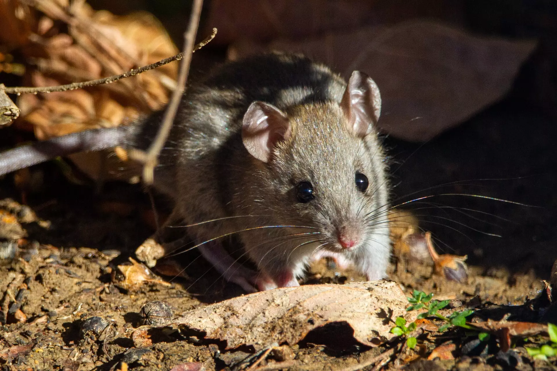 rodents in california