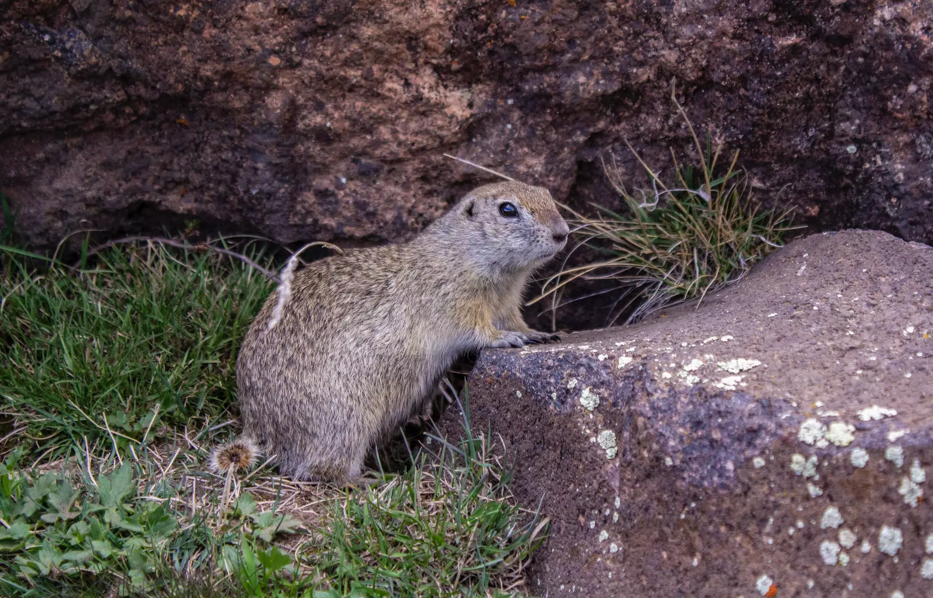 how to keep gophers out of garden
