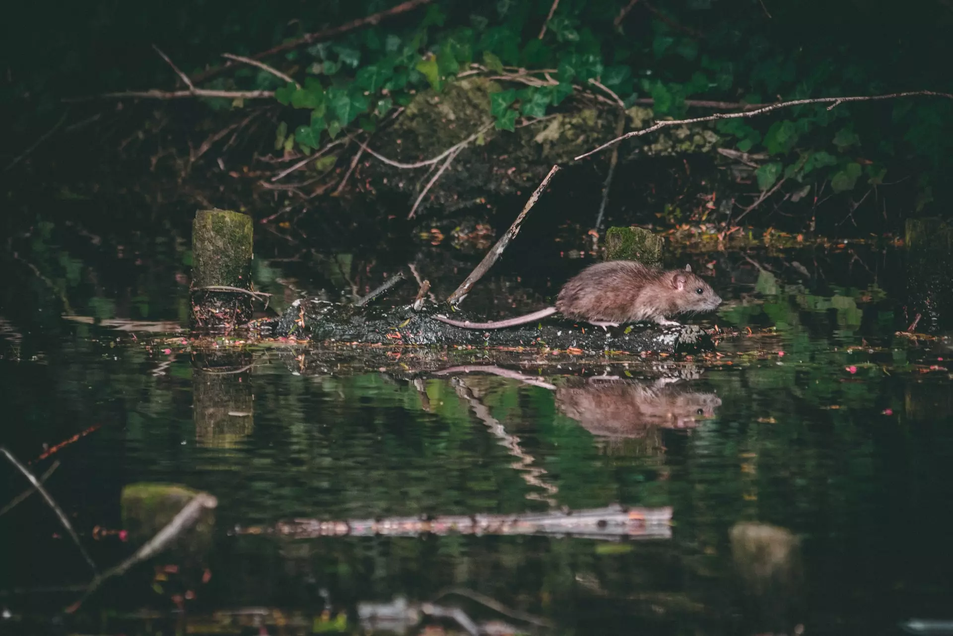 signs of a rat infestation (1)