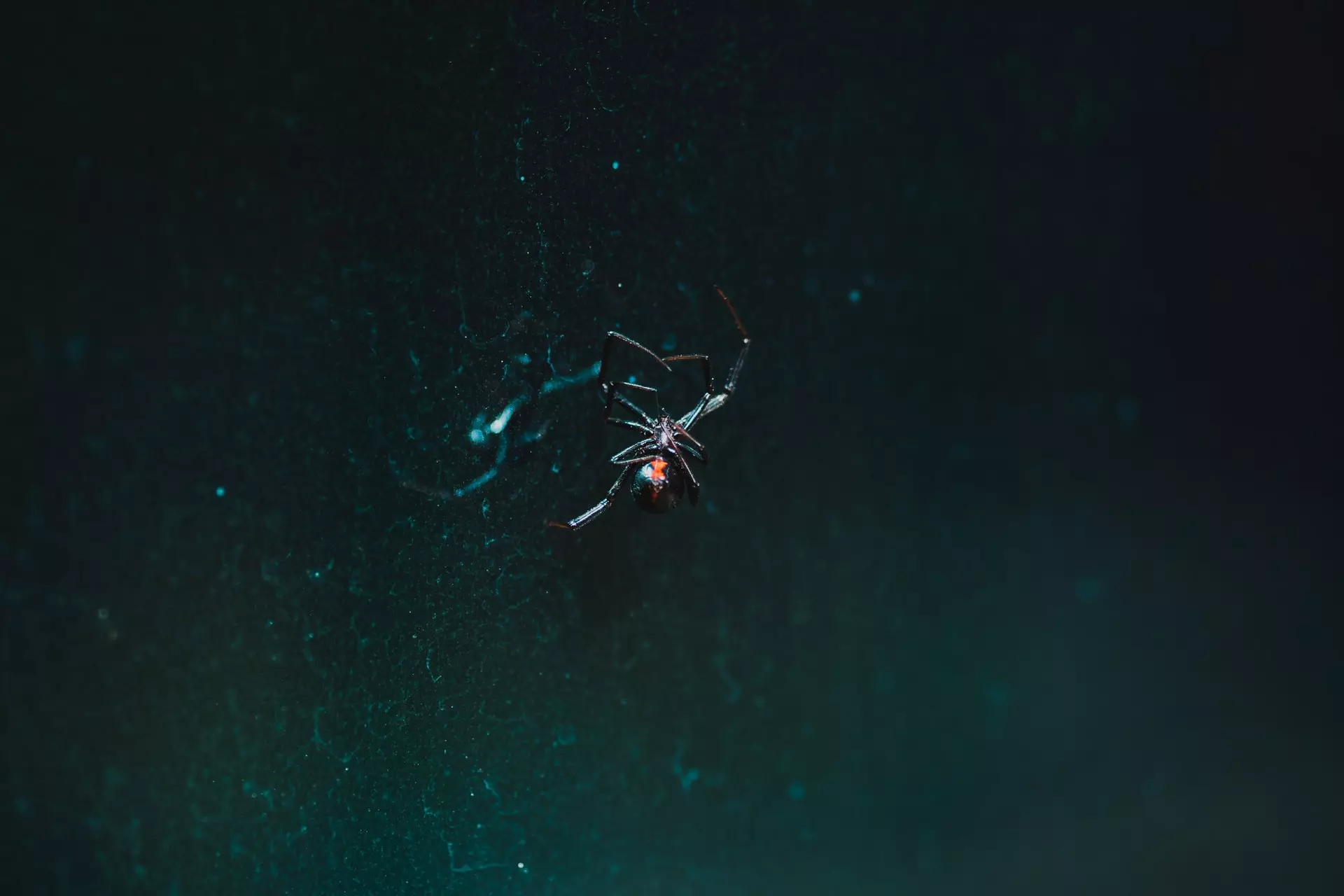 how to kill black widows