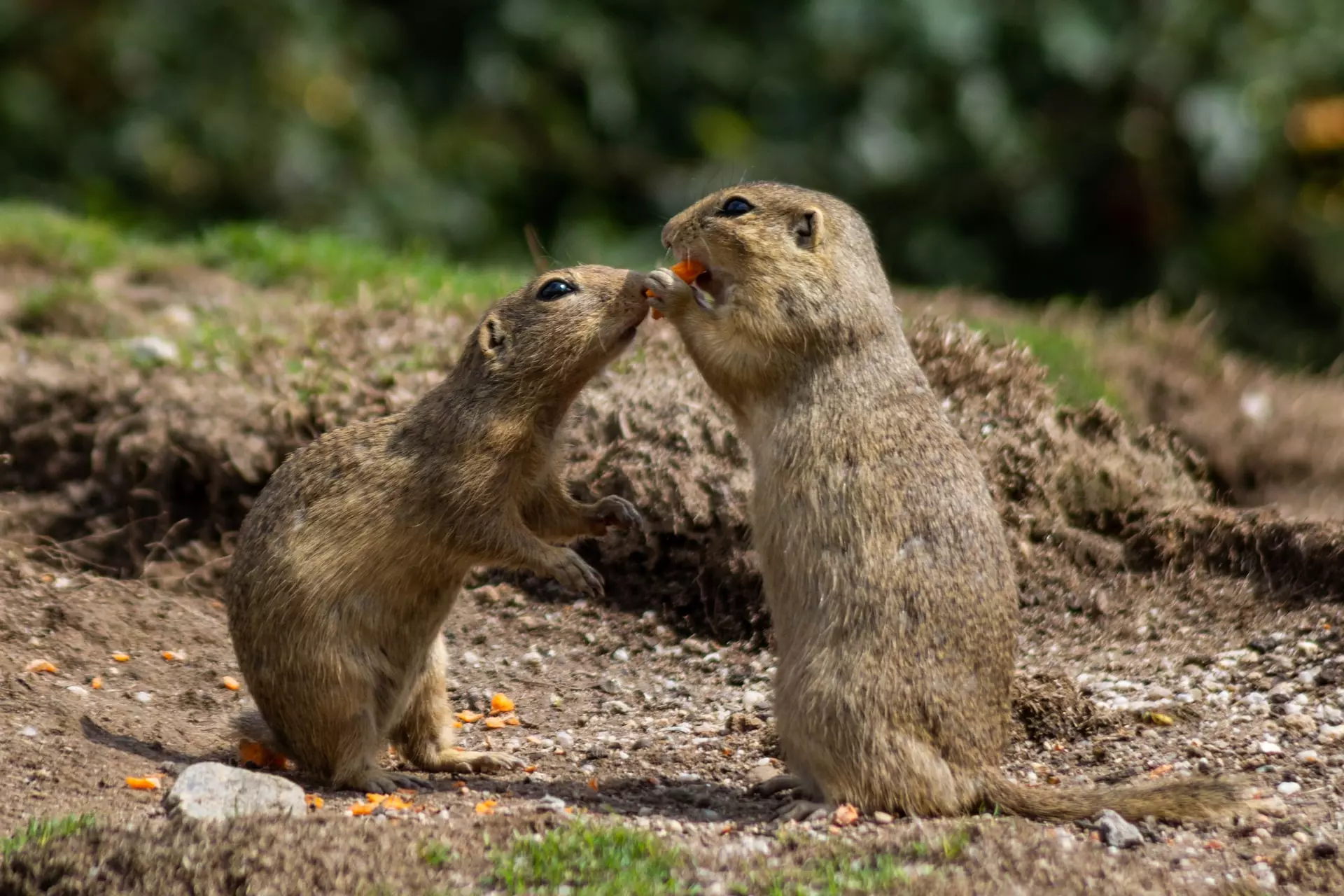 how to prevent gophers from eating tree roots