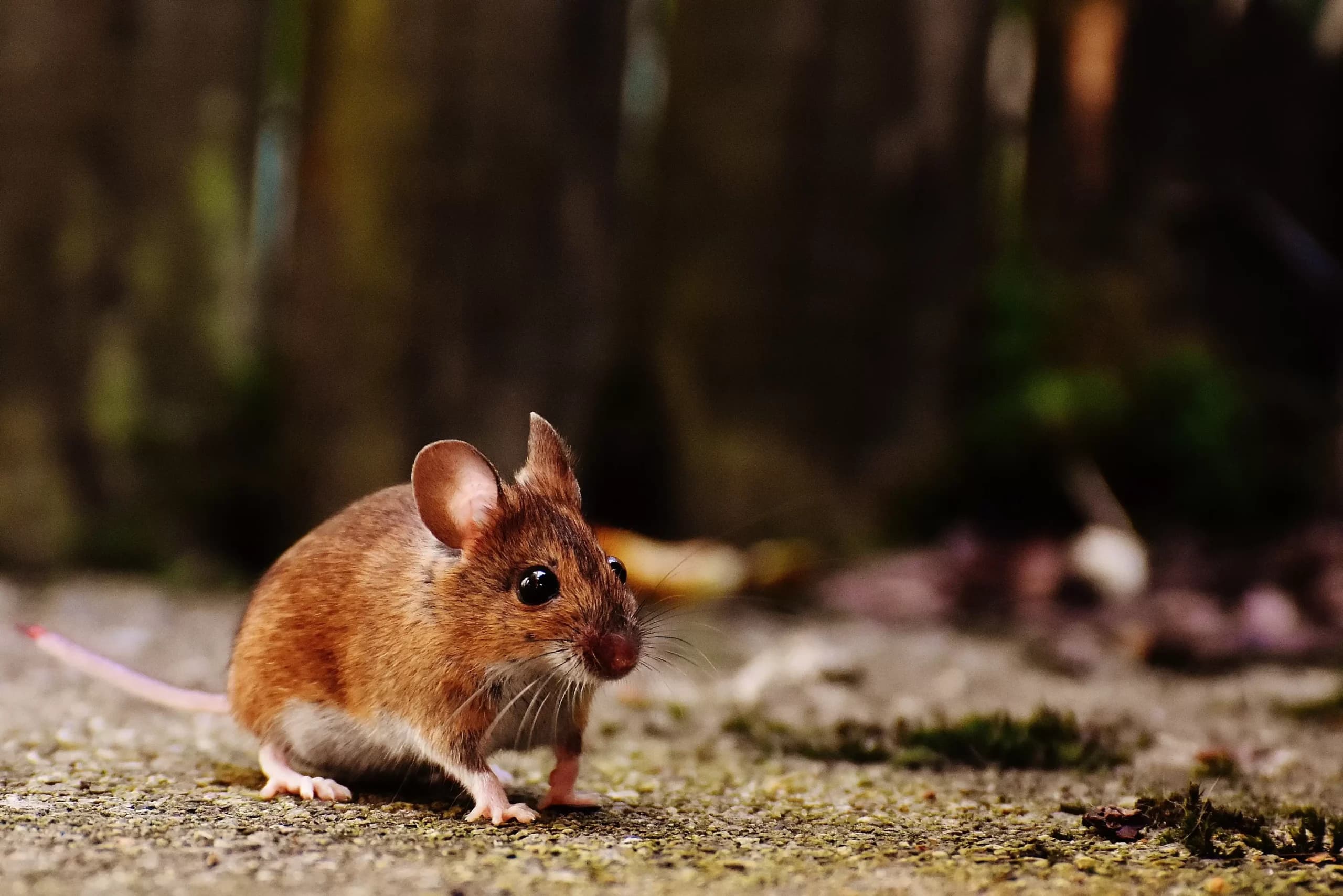 how do mice get in your house