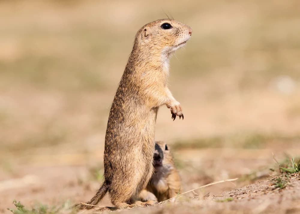 how to get rid of pocket gophers