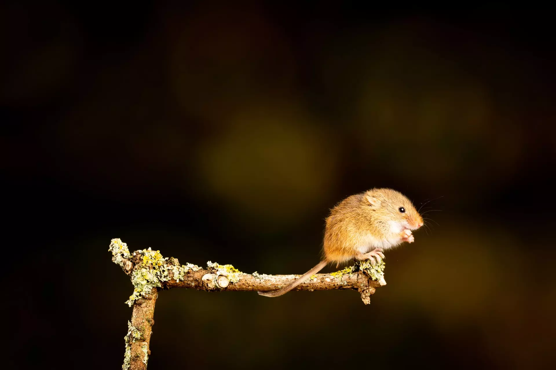 signs of a rodent infestation
