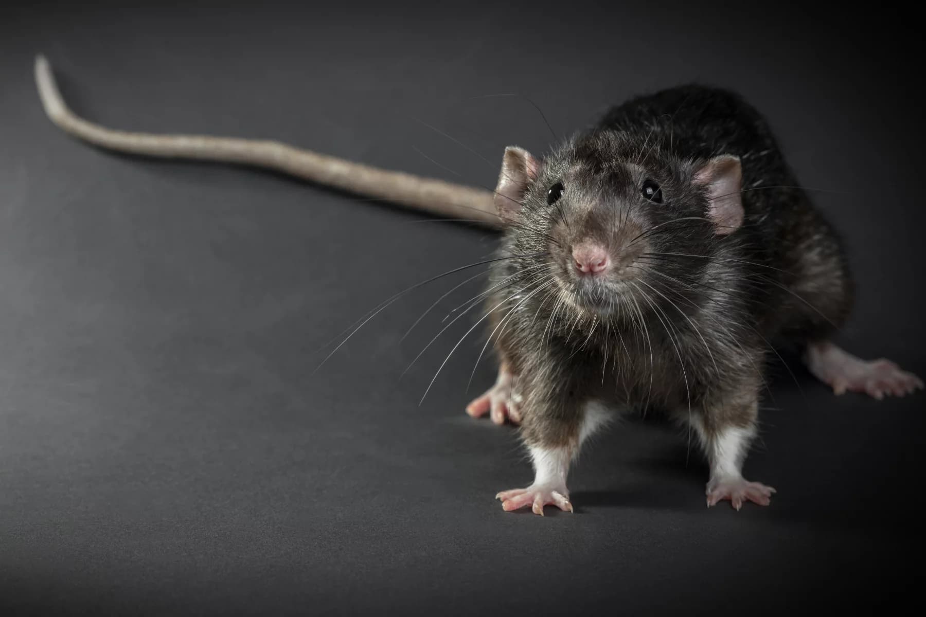 types of rats in california