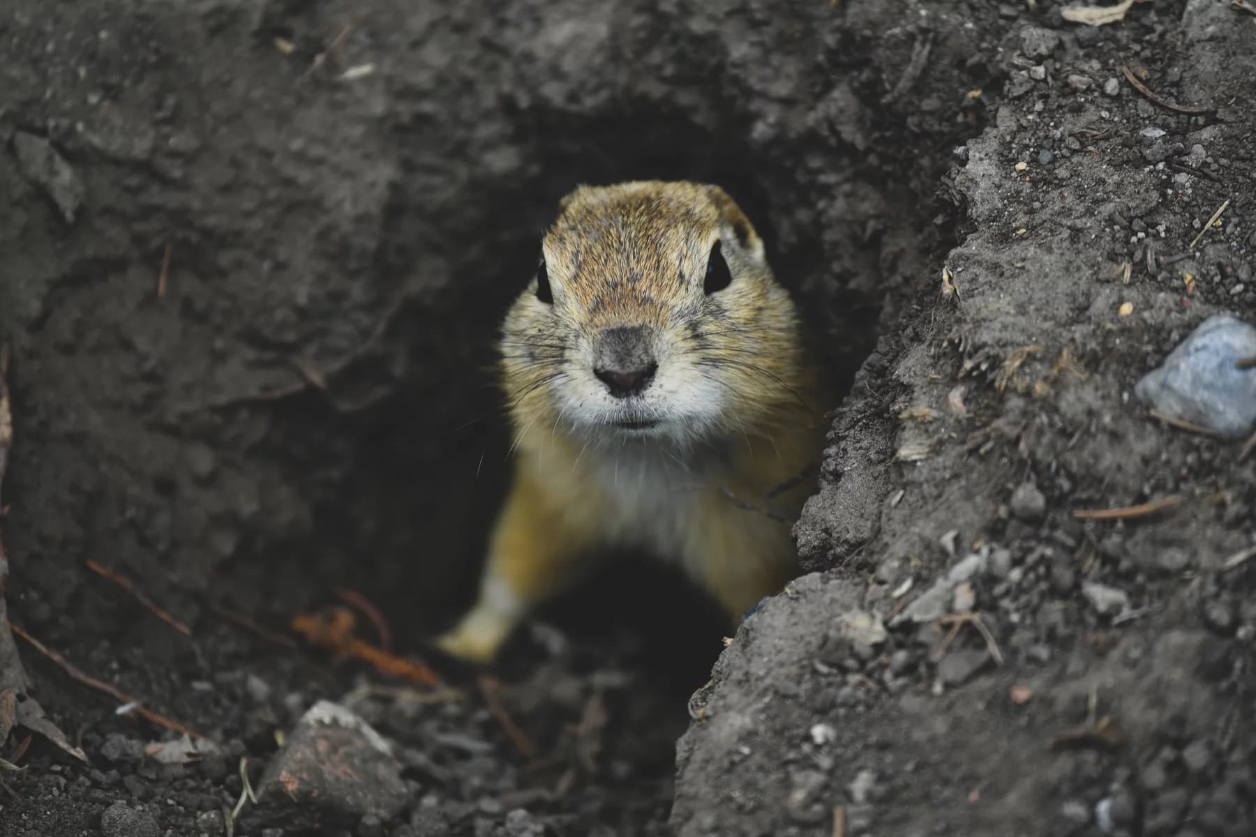 signs of gopher infestation (1)