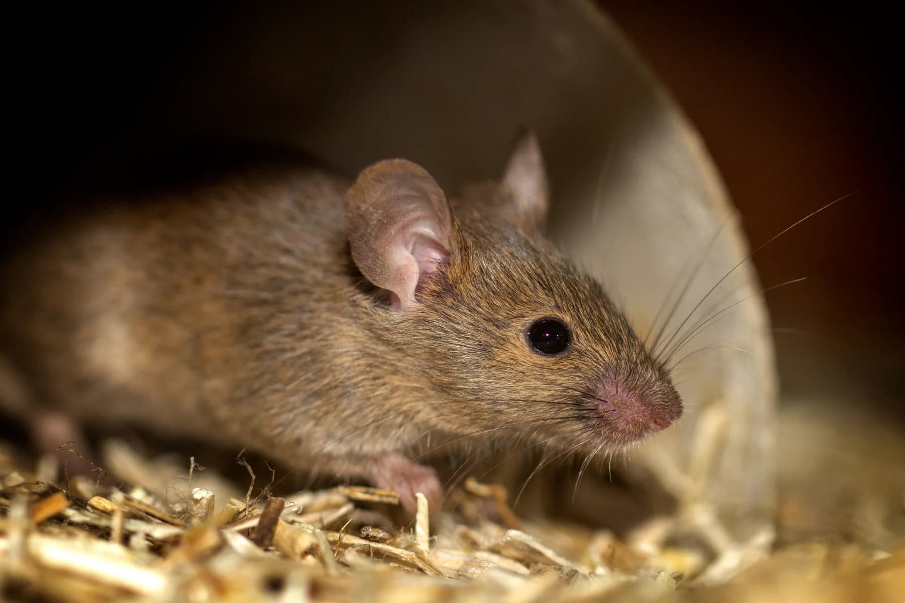 will mice return to disturbed nest