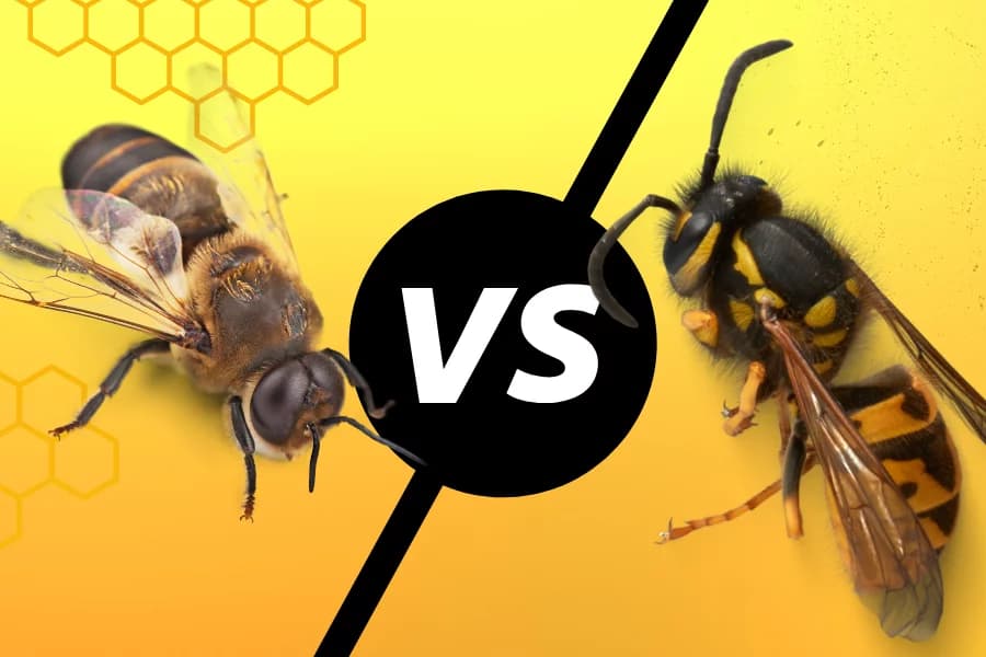 beehive vs wasp nest