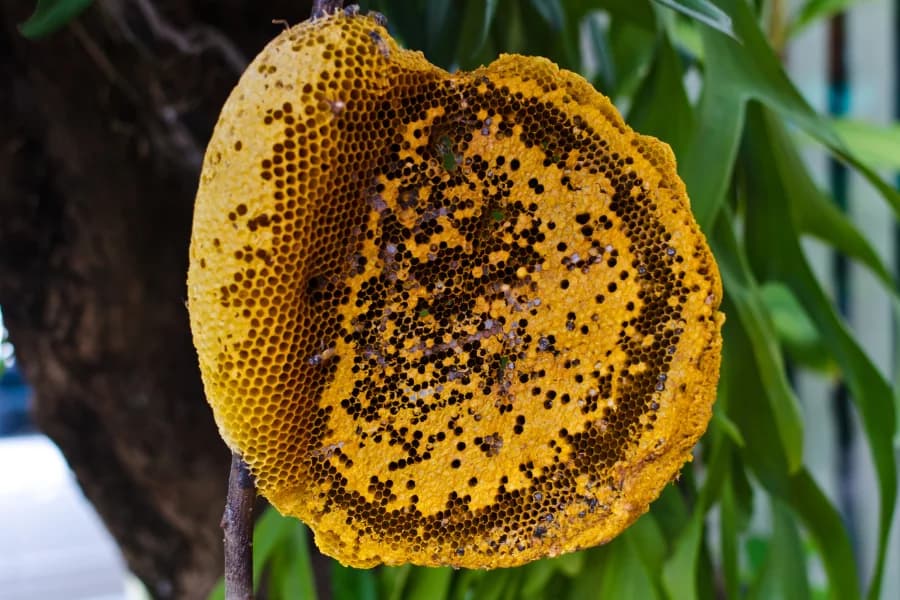 remove bee hives