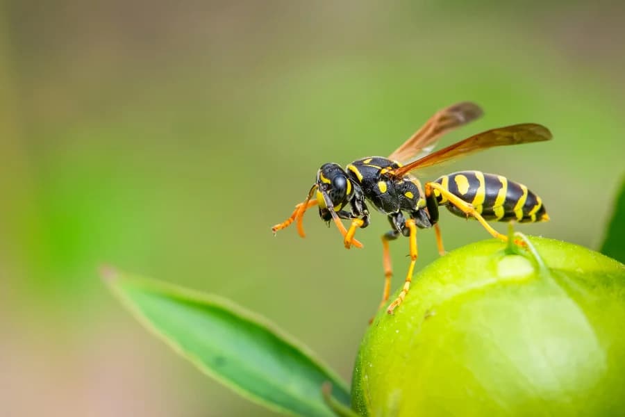 wasp nests