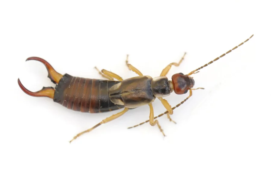 woodland hill earwig removal