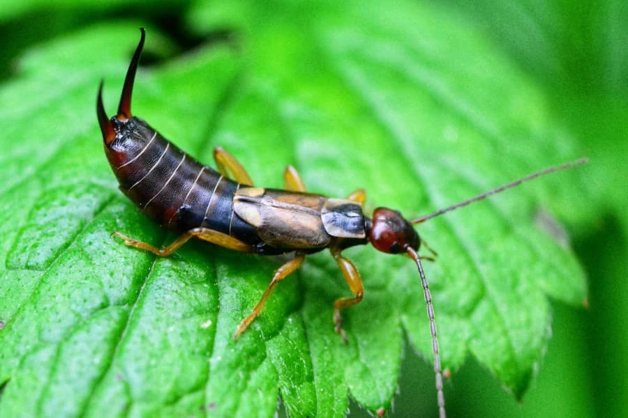woodland hills earwig infestation