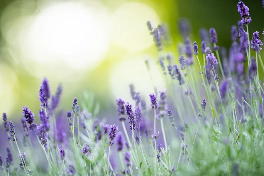 mosquito repellent plants