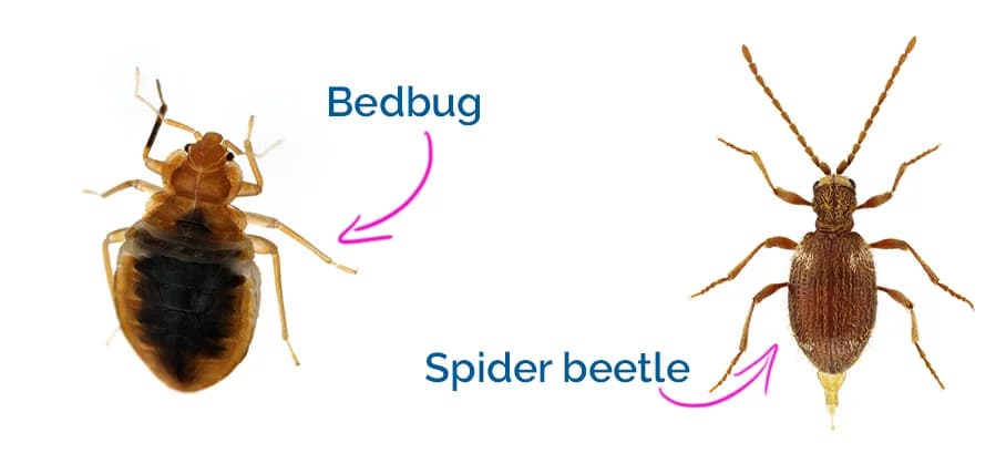 bedbug spider