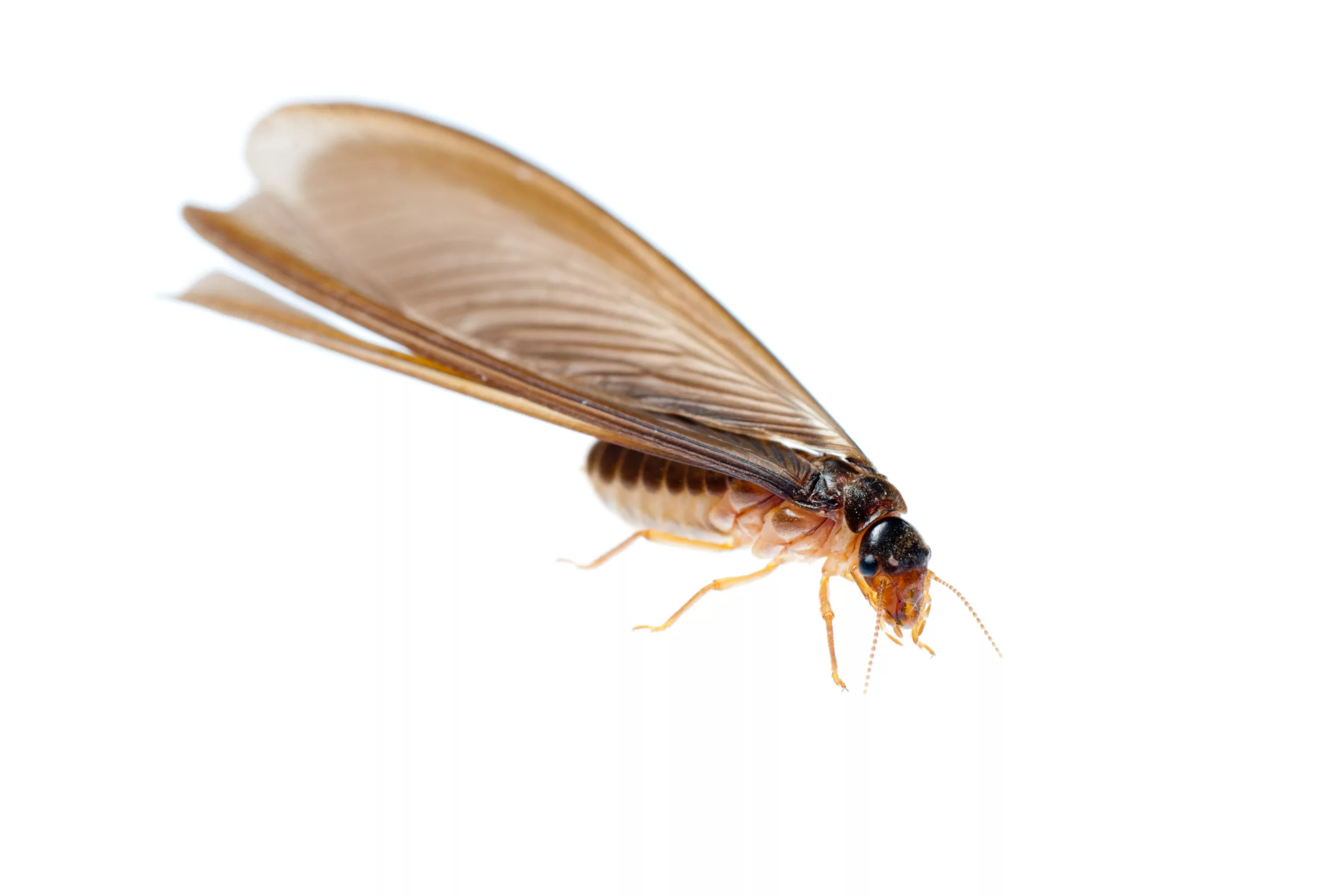 drywood termites scaled