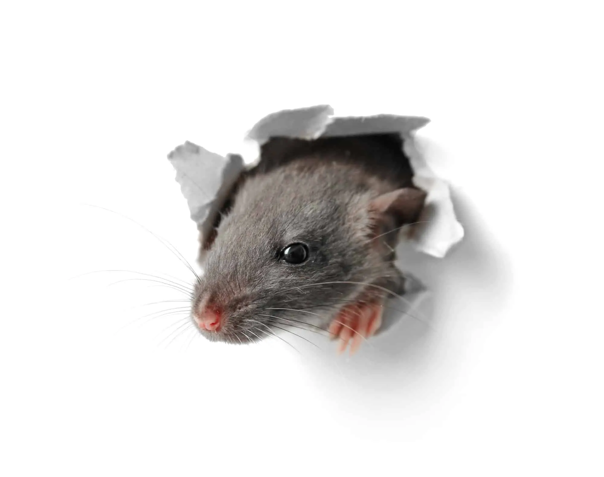 rodent proof
