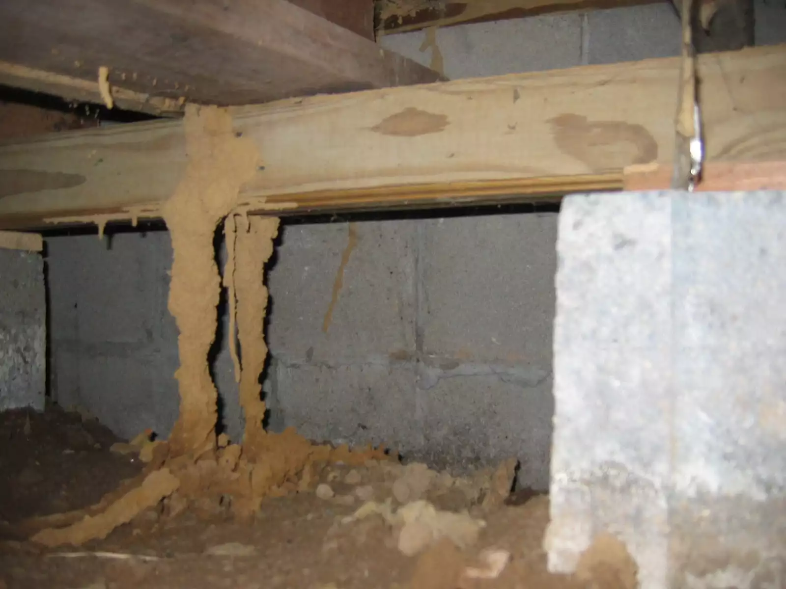 termite inspection (2)