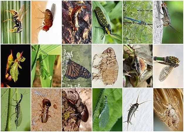 insects