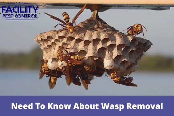 what you need to know about wasp removal