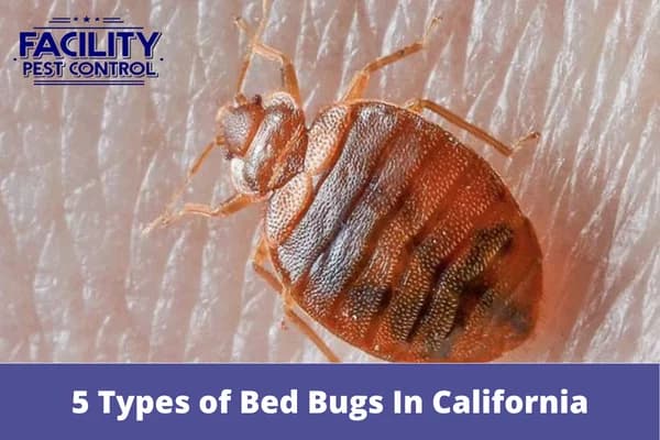 5 types of bed bugs in