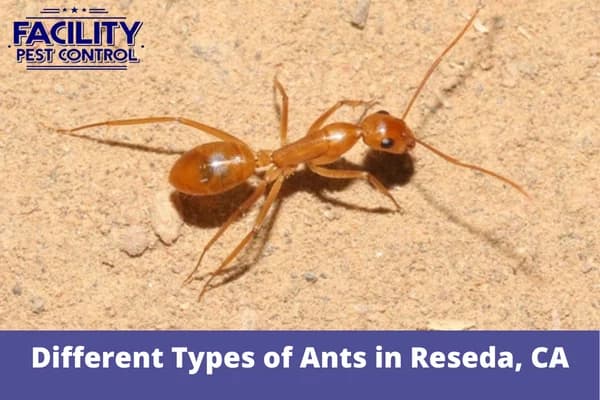 different types of ants in reseda ca