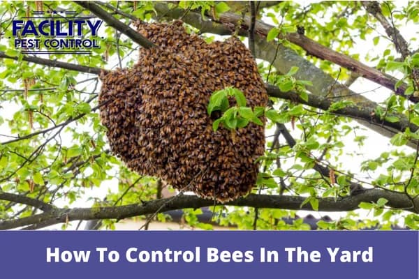how to control bees in the yard