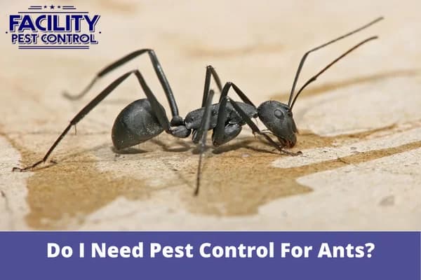 do i need pest control for ants