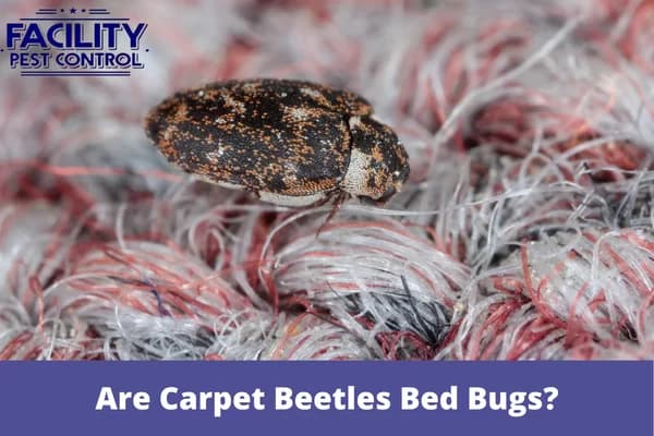 are carpet beetles bed bugs