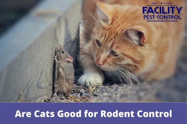 are cats good for rodent control