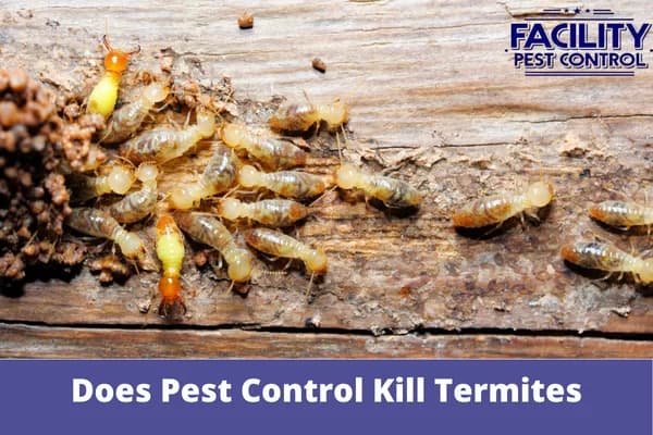 does pest control kill termites