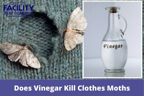 does vinegar kill clothes moths