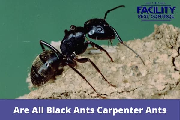 are all black ants carpenter ants