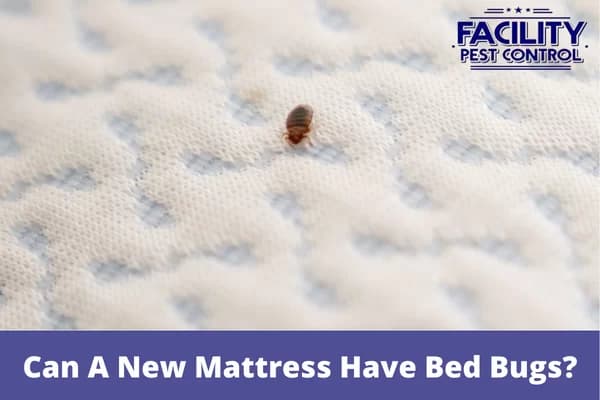 can a new mattress have bed bugs 1