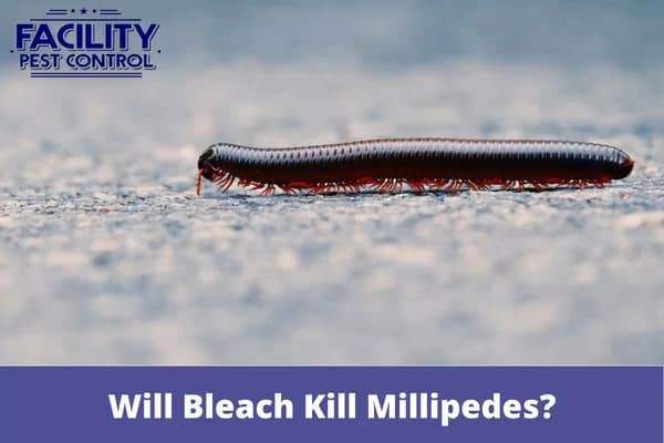 will bleach kill millipedes