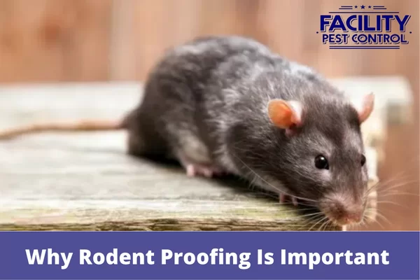 3 reasons why rodent proofing is important